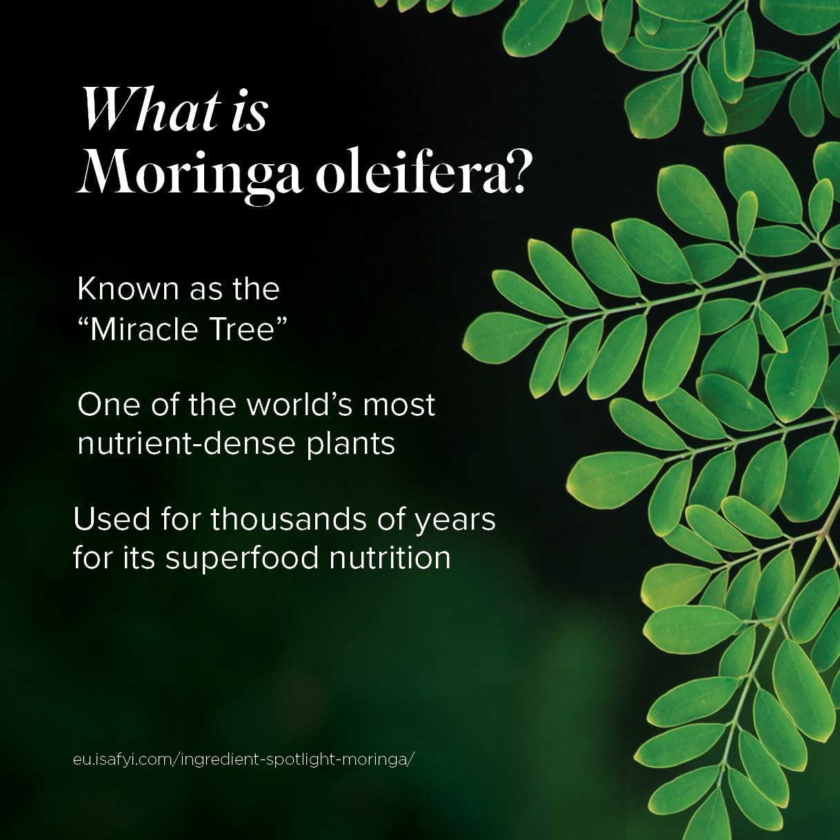 What is Moringa oleifera — SuperMix ingredients